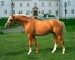 Horse_Crowns_Tosti-_3big