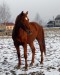 Horse_Miss_Gardetha-big